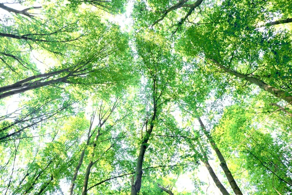 Árvores da floresta, olhar para cima, sol — Fotografia de Stock