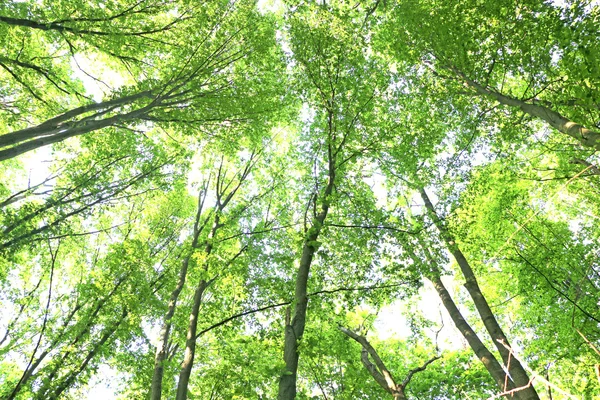 Árvores da floresta, olhar para cima, sol — Fotografia de Stock