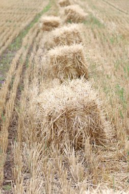 Balya saman alanını hayvan besleme.