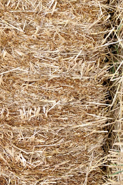 Pacas de paja en el campo de la alimentación animal . —  Fotos de Stock