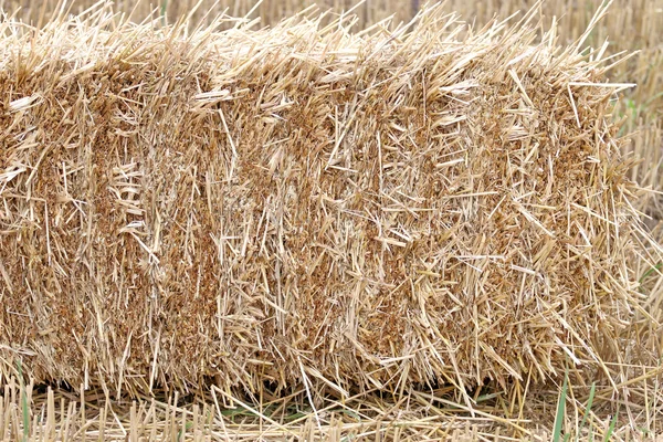 Pacas de paja en el campo de la alimentación animal . —  Fotos de Stock