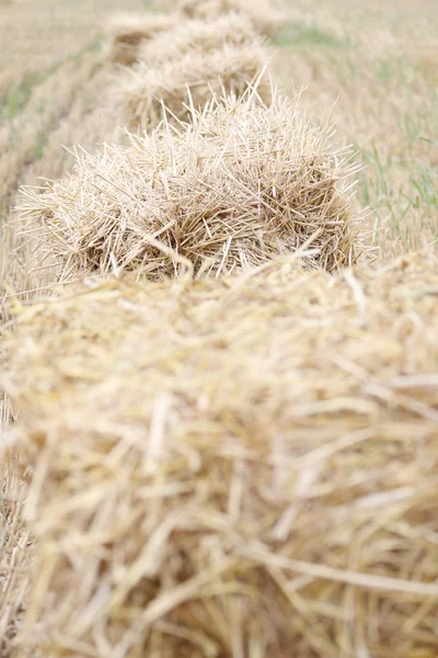 Bales of straw in the field — Stock Photo, Image