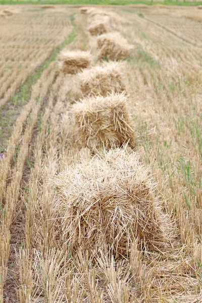 Bales of straw in the field of animal feed. Royalty Free Stock Photos