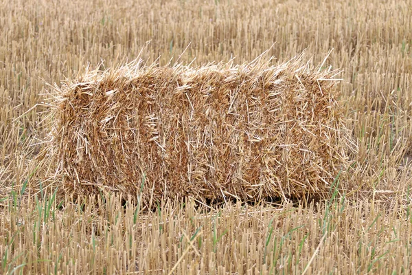 Bales of straw in the field of animal feed. Royalty Free Stock Images