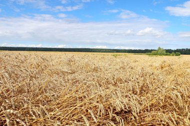 alan hasat için hazır, 