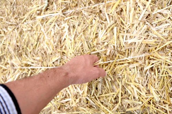 Strong man\'s hand holding a compressed bale