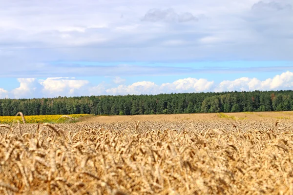 Pole připraven na sklizeň, — Stock fotografie