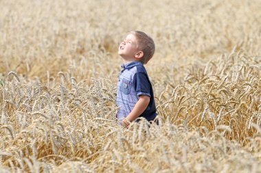  Çok yakışıklı iyi huylu zeki sevimli küçük sarışın çocuk buğday alanına yürüyor.