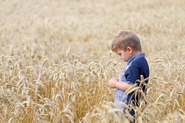  Çok yakışıklı iyi huylu zeki sevimli küçük sarışın çocuk buğday alanına yürüyor.