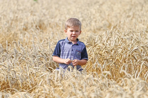Velmi hezký způsobný chytrý pěkný malý blonďák procházky v oblasti pšenice. — Stock fotografie