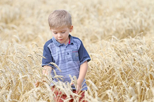  Çok yakışıklı iyi huylu zeki sevimli küçük sarışın çocuk buğday alanına yürüyor.