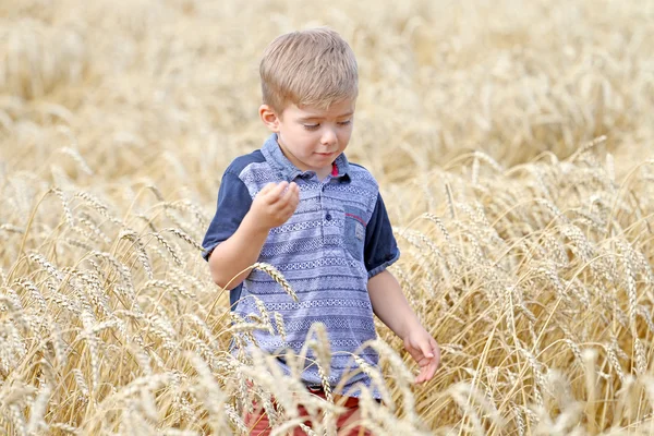  Çok yakışıklı iyi huylu zeki sevimli küçük sarışın çocuk buğday alanına yürüyor.