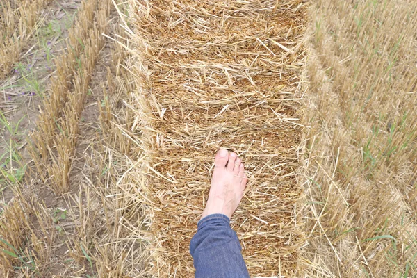 Men Left Foot Pressed Straw Bales Royalty Free Stock Photos