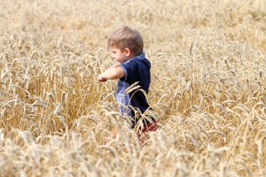 Buğday alanında adil saçlı yakışıklı çok sevimli küçük çocuk .