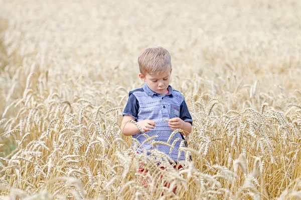 Fair-haired handsome very cute little boy in the field of the wheat .