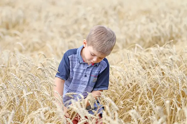 Buğday alanında adil saçlı yakışıklı çok sevimli küçük çocuk .