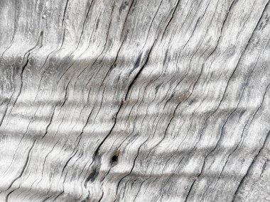 Kusursuz ağaç kabuğu rengi: gri, beyaz, siyah arka plan olarak kullanılmak üzere kaba bir dokusu vardır. Duvar kağıdında mesaj yazmak için boş bir alan var..