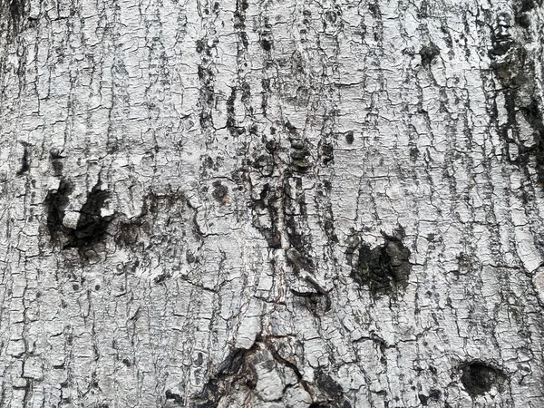 Corteza Inconsútil Color Gris Blanco Negro Tiene Una Textura Áspera — Foto de Stock