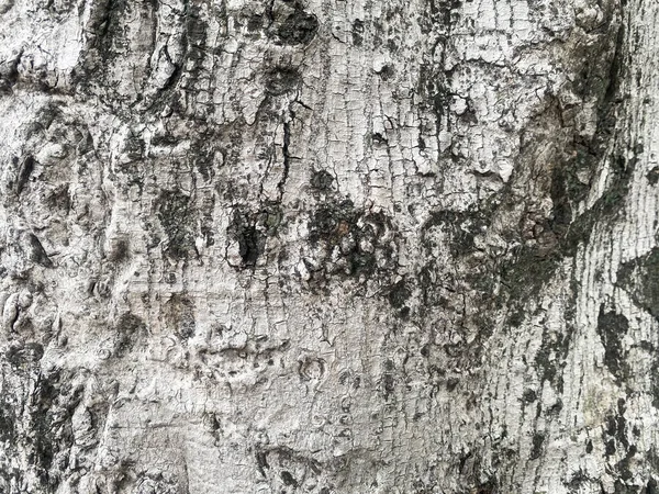 Corteza Inconsútil Color Gris Blanco Negro Tiene Una Textura Áspera — Foto de Stock