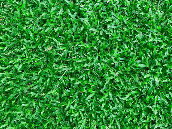 Green grass background field area It is a grass that looks short, cut evenly, making it suitable for wallpapering in design. And graphics