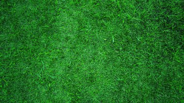Yeşil çimen arka plan alanı kısa görünen, eşit kesimli, tasarımda duvar kağıtları için uygun hale getiren bir çim. Ve grafikler