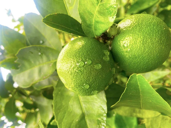 Limon ağacının dallarında taze limon. Arkaplan olarak yeşil yaprakları var, doğal bir görünüme sahip, çalışma fotoğrafları için mükemmel. Ya da tasarım ve düzenleme için kullanılır
