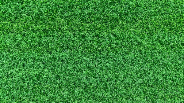 Pole Tła Zielonej Trawy Jest Trawa Która Wygląda Krótką Przyciętą — Zdjęcie stockowe