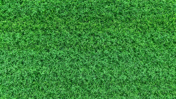 Grünes Gras Hintergrund Feld Bereich Ist Ein Gras Das Kurz — Stockfoto