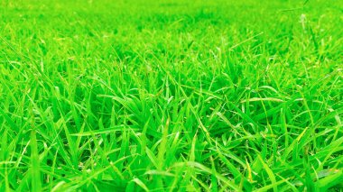 Yeşil çimen dokusu arka plan çimen bahçe konsepti yeşil arka plan futbol sahası, çim golf, yeşil çimen desenli arka plan.