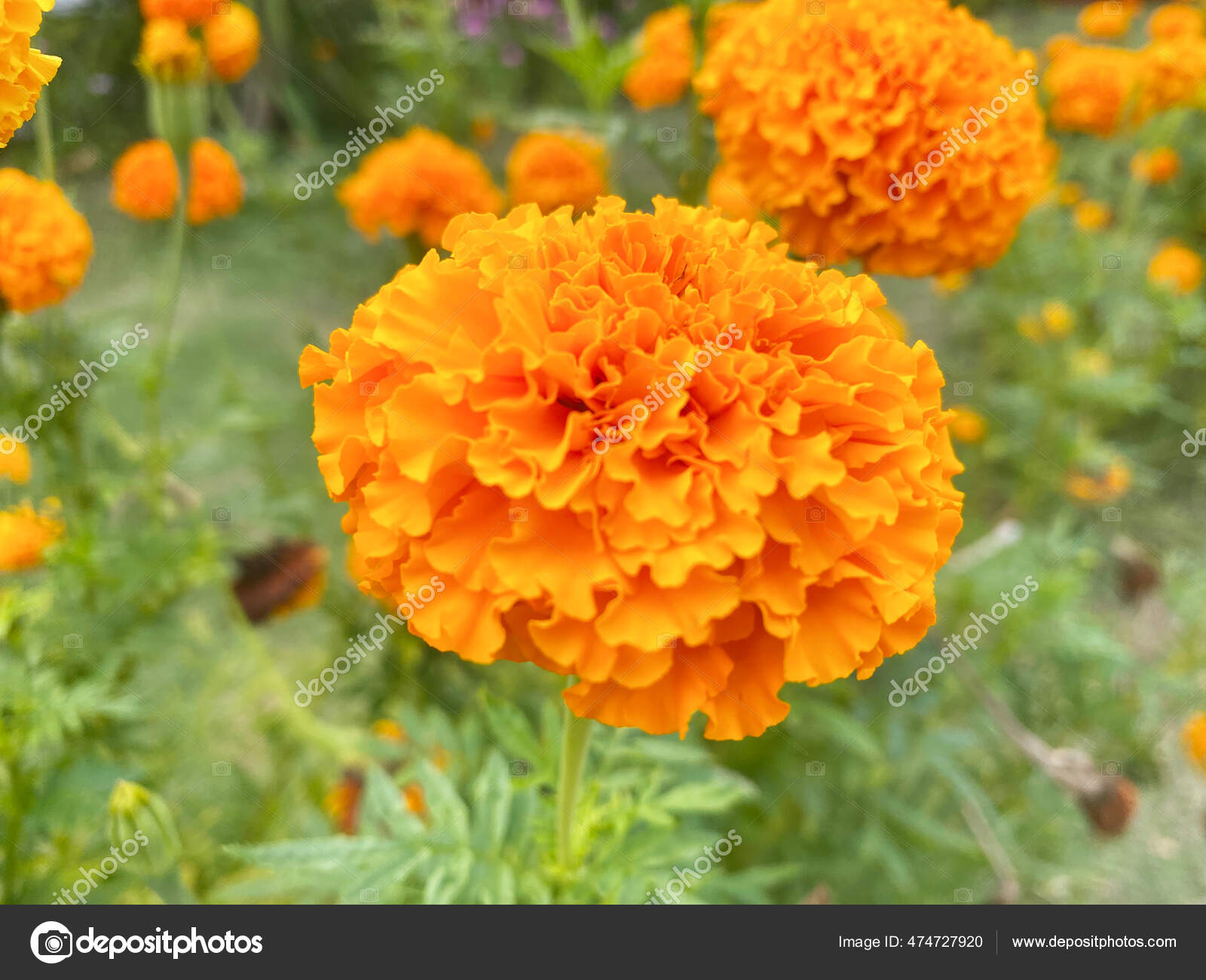 美国万寿菊图库照片 免版税美国万寿菊图片 Depositphotos