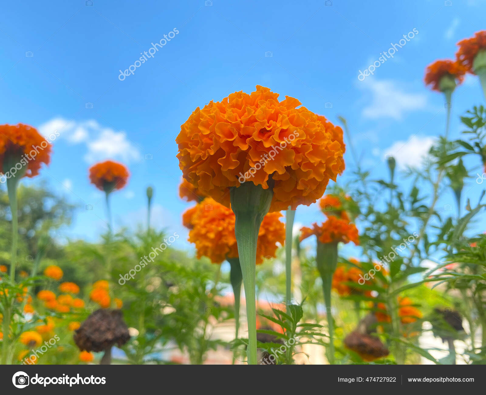 美国万寿菊图库照片 免版税美国万寿菊图片 Depositphotos