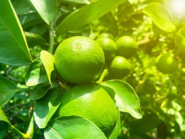 Kireç ağacının dallarındaki taze yeşil limonun yeşil bir arka planı var, doğal görünüyor..