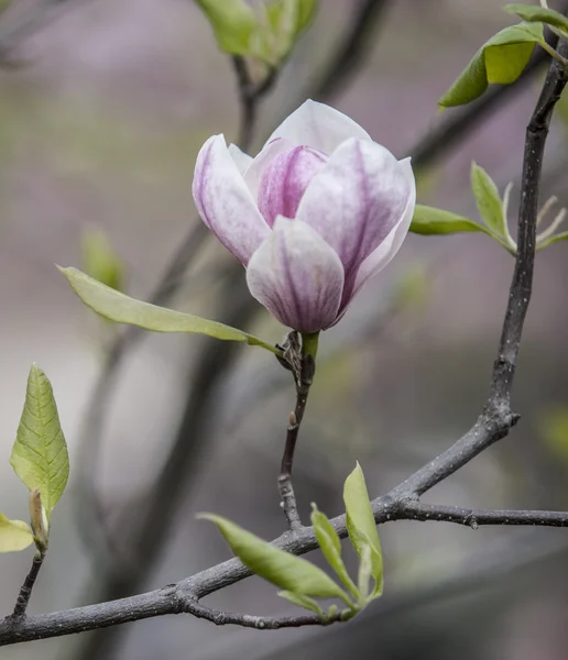 Magnolia w ogrodzie — Zdjęcie stockowe