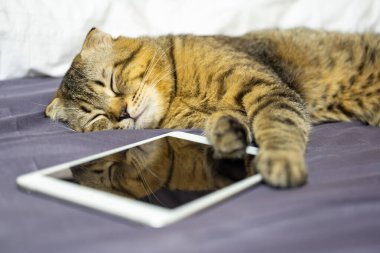 Yatağın üzerinde tablet tutan bir kedi.