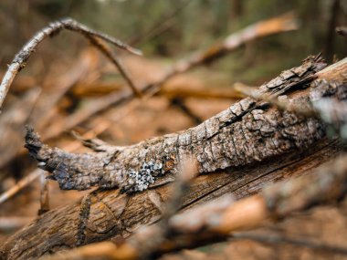 Fallen tree trunk in the Carpathian Mountains, Romania