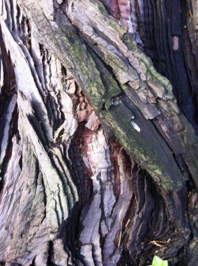Ağaç gövdesinde ilginç bir ağaç kabuğu