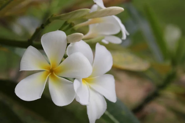 Flores Brancas Frangipani Bali — Fotografia de Stock