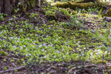 A lot of beautiful white wild strawberry flowers and green leafs on a sunny day and tree with moss on the background