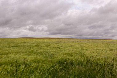 Bulutlu ve rüzgarlı bir günde mısır gevreği tarlası