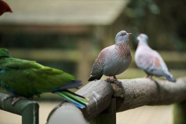 Kameraya poz veren parlak tropikal cennet kuşları.