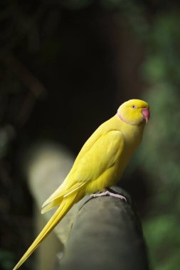 Kameraya poz veren parlak tropikal cennet kuşları.