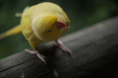 Kameraya poz veren parlak tropikal cennet kuşları.