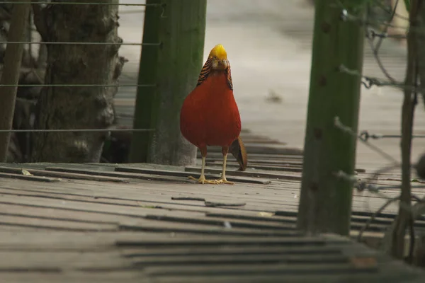 Kameraya poz veren parlak tropikal cennet kuşları.