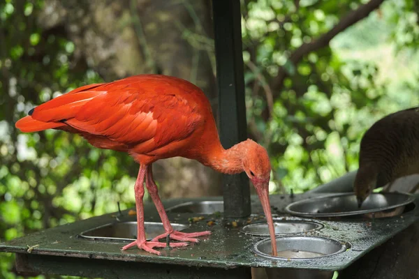 Kameraya poz veren parlak tropikal cennet kuşları.