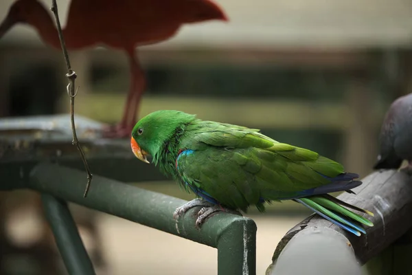 Leuchtende Tropische Paradiesvögel Posieren Für Die Kamera — Stockfoto