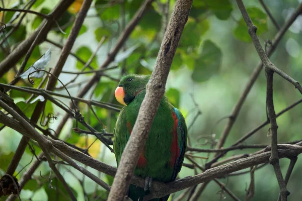 Světlí Tropičtí Ptáci Ráje Pózující Pro Fotoaparát — Stock fotografie