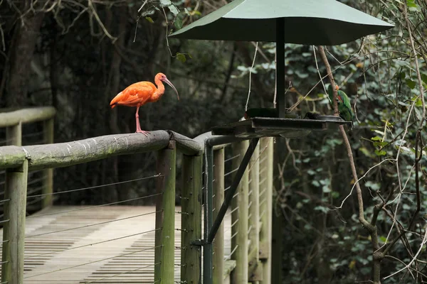 Kameraya poz veren parlak tropikal cennet kuşları.