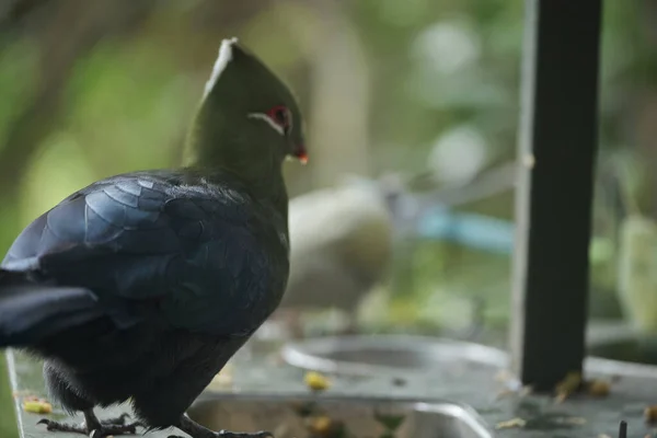 Kameraya poz veren parlak tropikal cennet kuşları.