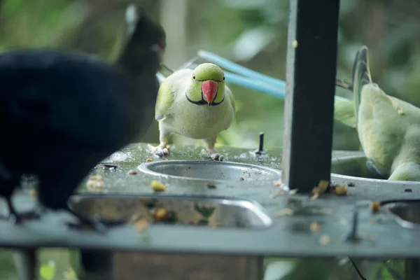 カメラのためにポーズエデンの明るい熱帯鳥 — ストック写真