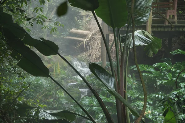 Kameraya poz veren parlak tropikal cennet kuşları.